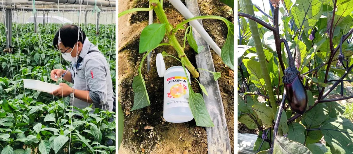 Inspection of cultivation sites for fresh produce destined for France and the condition of the fresh produce