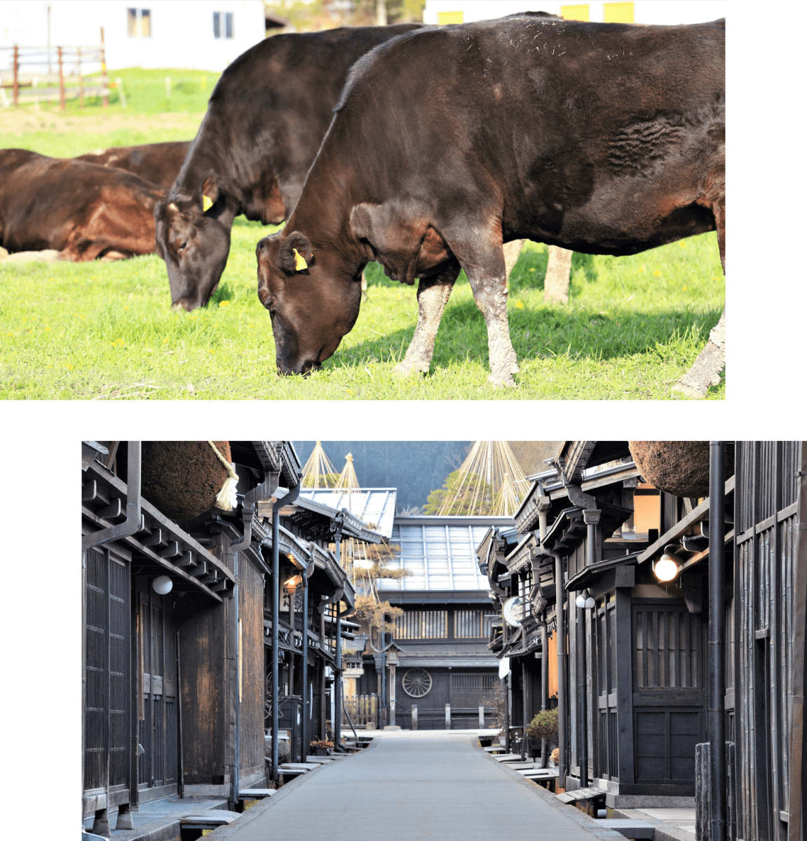 牧場の牛・昔の建物